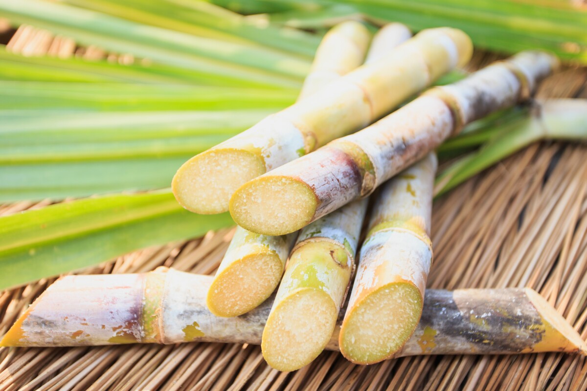 Researchers have created new sugarcane varieties using the CRISPR gene-editing tool